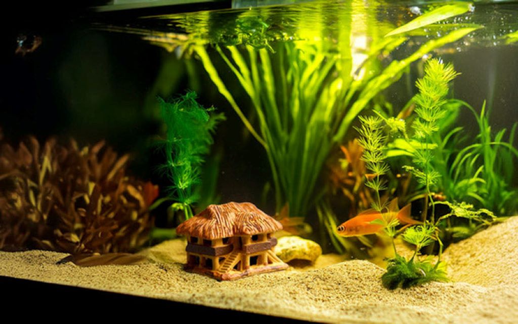 Budget-friendly fish tank featuring decorative caves, natural gravel, and vibrant aquarium plants for a stunning freshwater setup in Arizona